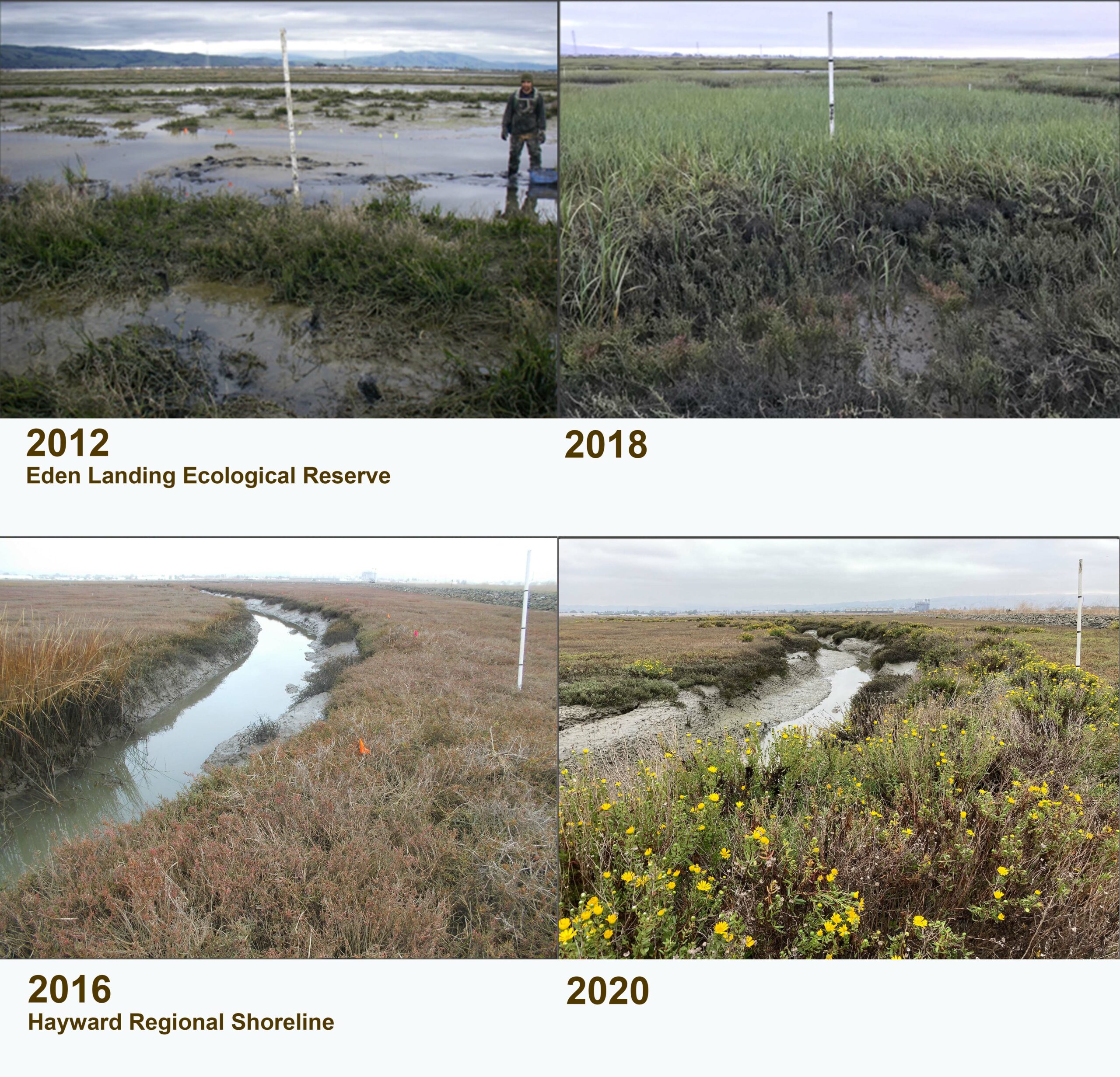 Top row of images shows same mudflat left only mud with a man in boots right tall green grass Bottom row same marsh with waterway left brown grasses right yellow flowers
