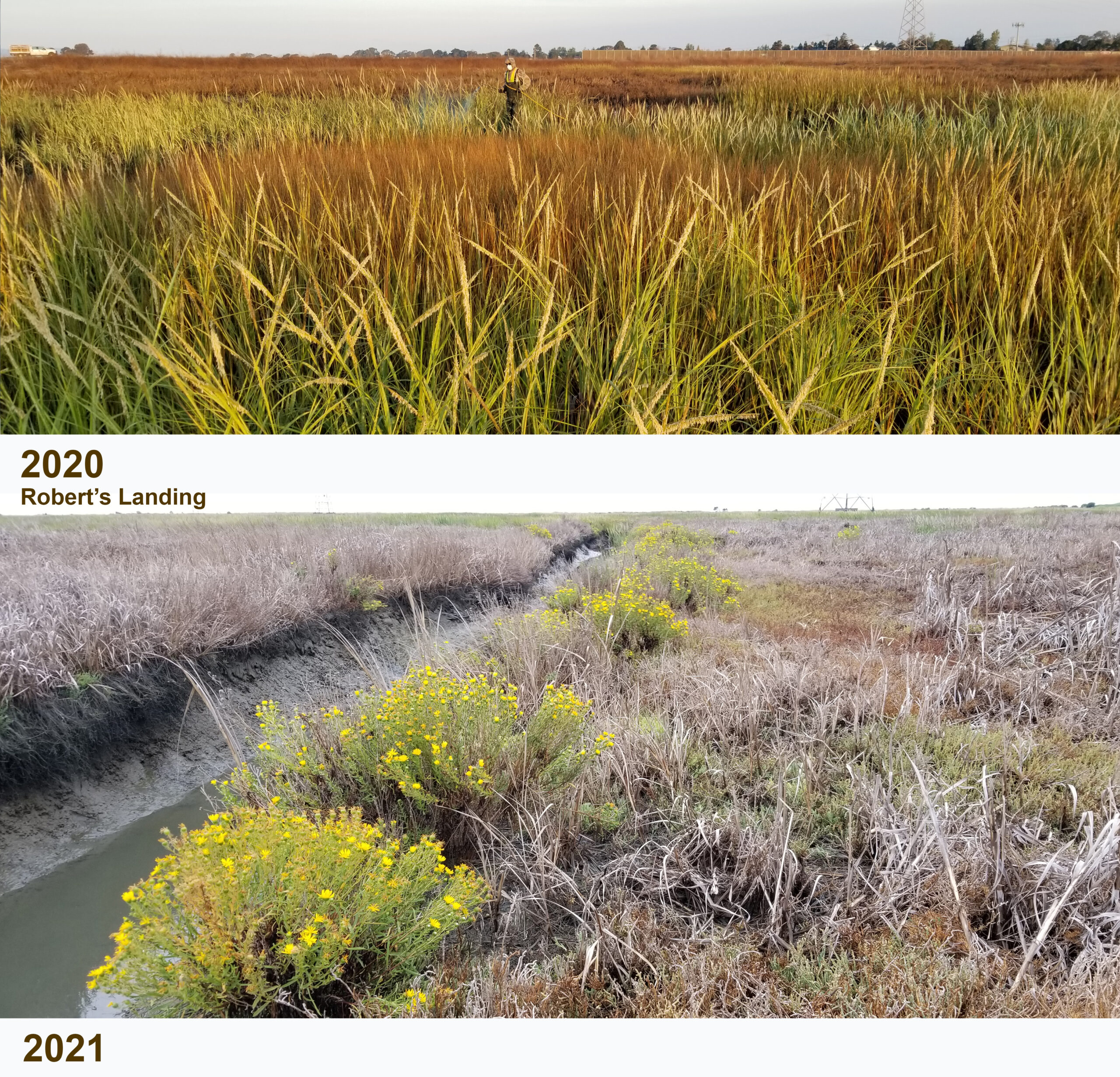 Top image of a marsh with yellow blooms of invasive Spartina and bottom image of yellow marsh gumplant blooming between brown dead biomass of treated Spartina