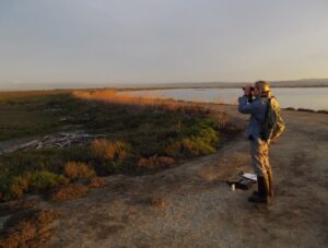 woman scientist with binoculars looks out over a marsh with Spartina plants