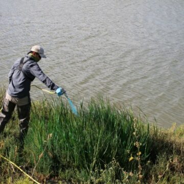 A man in gaiters aims a careful stream of herbicide onto mature Spartina plants.