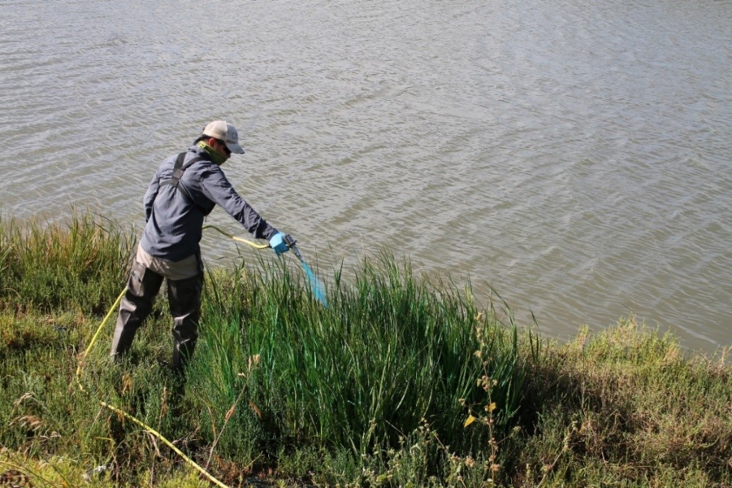 A man in gaiters aims a careful stream of herbicide onto mature Spartina plants.
