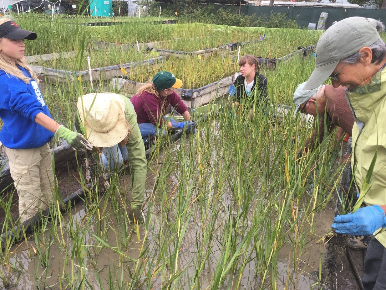 Six smiling people lean over a muddy garden plot, setting small native Spartina plants in neat rows
