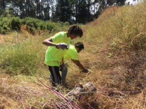 Two young men pull weeds from a brush-covered hillside