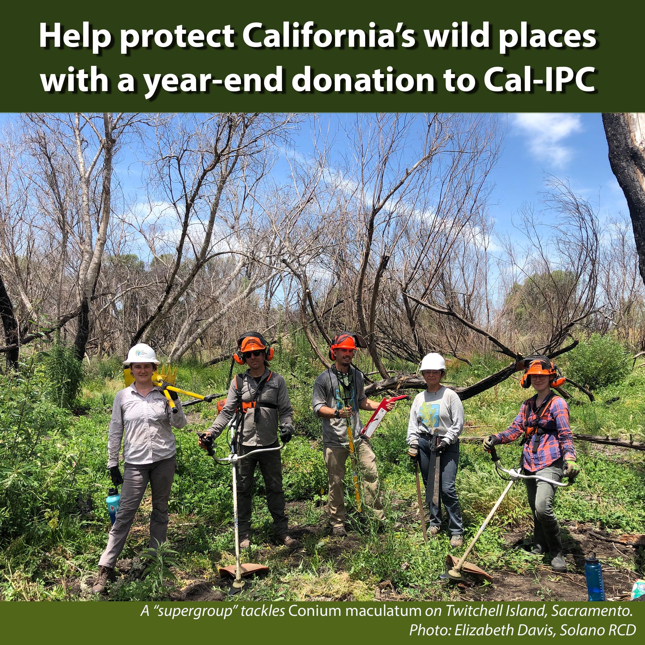 Five people in work gear and hardhats hold weedwhackers and stand in a green field under trees. Text overlay reads Help protect California's wild places with a year-end donation to Cal-IPC