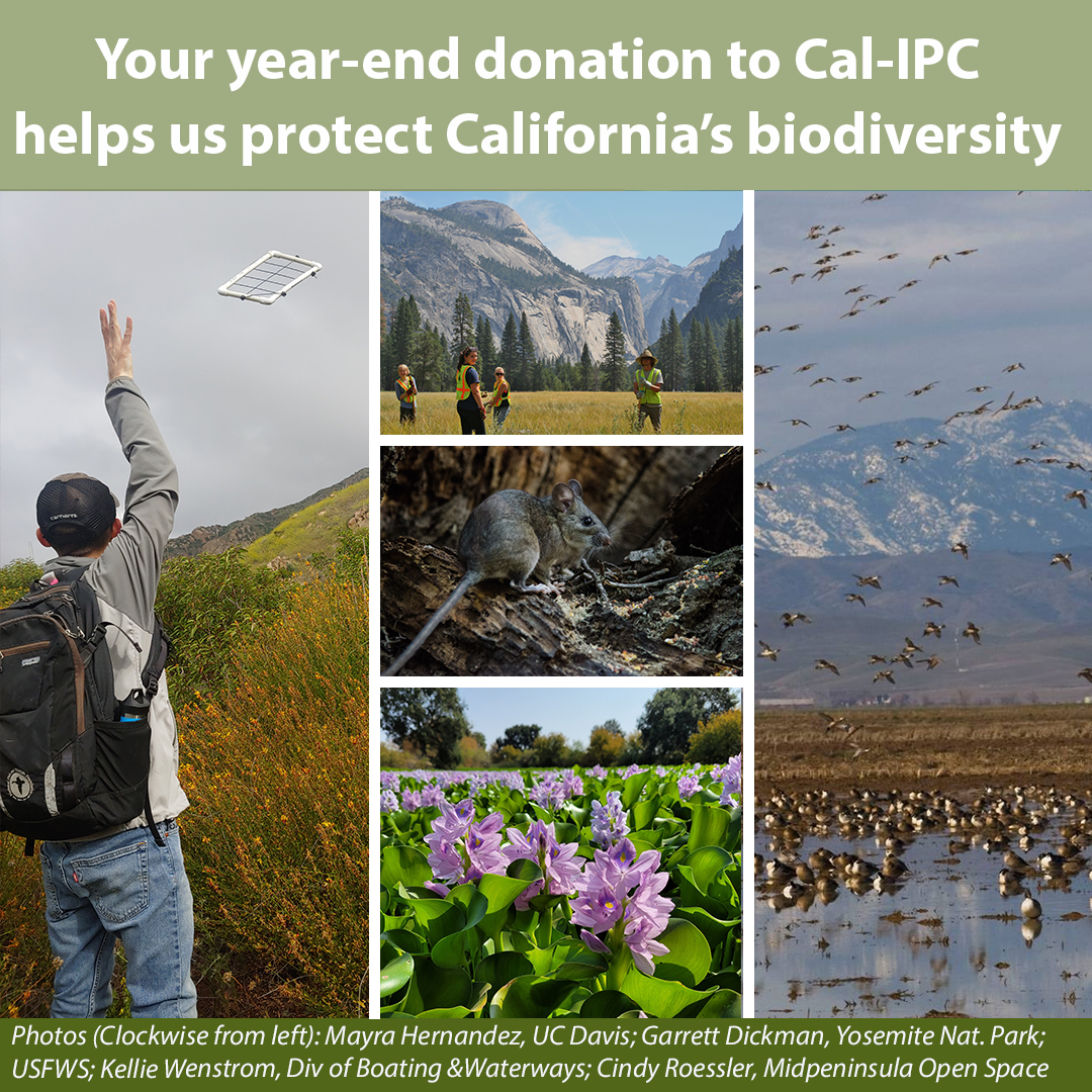 clockwise from left: a man in a dark cap wearing a black backpack throws a white quadrat over a field of yellow flowers; four young people in reflective vest walk across Yosemite Valley; pintail ducks land on a pond, hazy mountains in the distance; purple water hyacinth plants grow thickly on a river; a dusky footed woodrat sits on dry leaves. Text overlay “Your year-end donation to Cal-IPC helps us protect California’s biodiversity.”