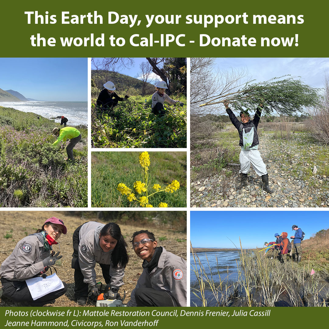 Collage of groups of people working together to pull weeds. White text overlay on green This Earth Day, your support means the world to Cal-IPC - Donate now!