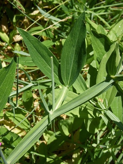 Lathyrus latifolius_leaves and stem_copyright 2009_NealKramer