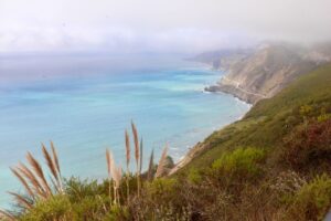 Cortaderia jubata overtake rolling green hills along a coastline, with blue waves visible below.