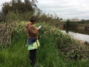 A Cal-IPC staff member helps survey for invasive Arundo