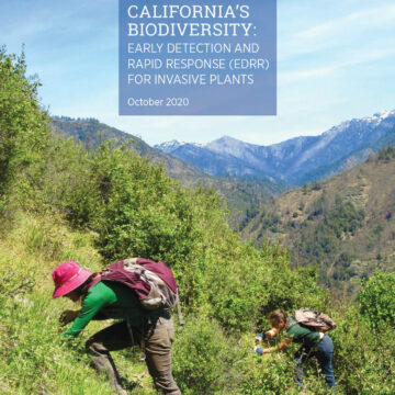 Two women with backpacks on their back bend over to pull weeds on a steep hilside