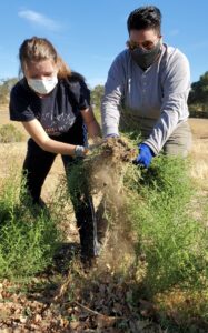 Two women in face masks work together to pull a large weed from the ground. The woman on the left has long blonde hair and a black shirt. The woman on the right has short black hair and a grey long sleeve shirt.