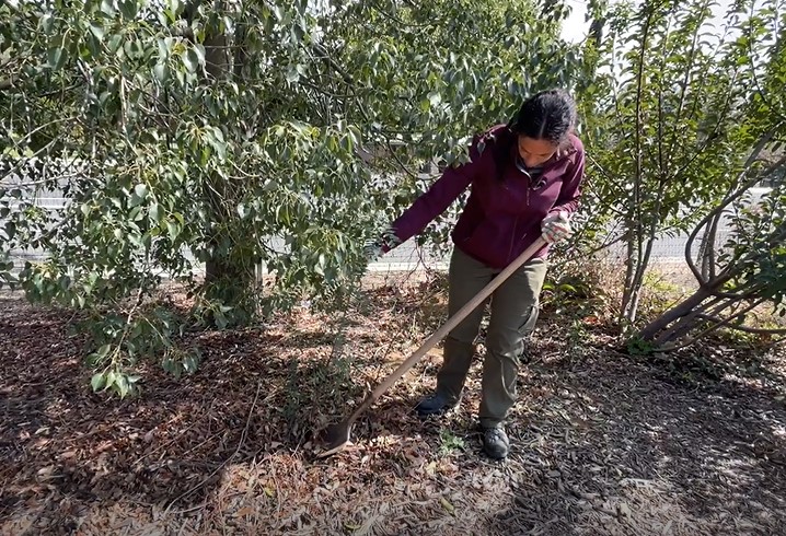 A woman in work clothes uses a shovel to dig out a small plant under a tree.