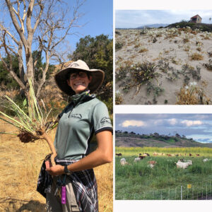 (left) Woman in a hat and glasses smiles and holds a pepperweed plant with roots showing; (top right) infestation of pancratium maritimum white flowers on green stalks in sandy beach lifeguard station in the distant right corner; (bottom right) several goats grazing on black mustard in a green field, yellow flowers behind them