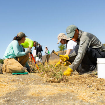 A group of young adults in work clothes and gloves kneel and use tools to pull up green weeds from between dry brown grasses