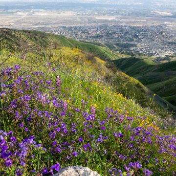 Foreground purple plants and light green scrub, middle ground rolling green hills. Background of city and hazy mountains in distance.
