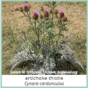 Photograph of flowering artichoke thistle plant