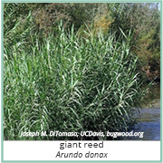 Photograph of arundo