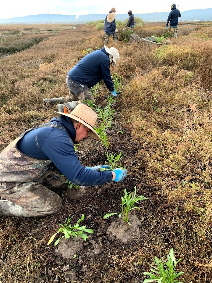 Several men in waders, long sleeved blue shirts, and sun hats kneel and place small green plants into the ground.