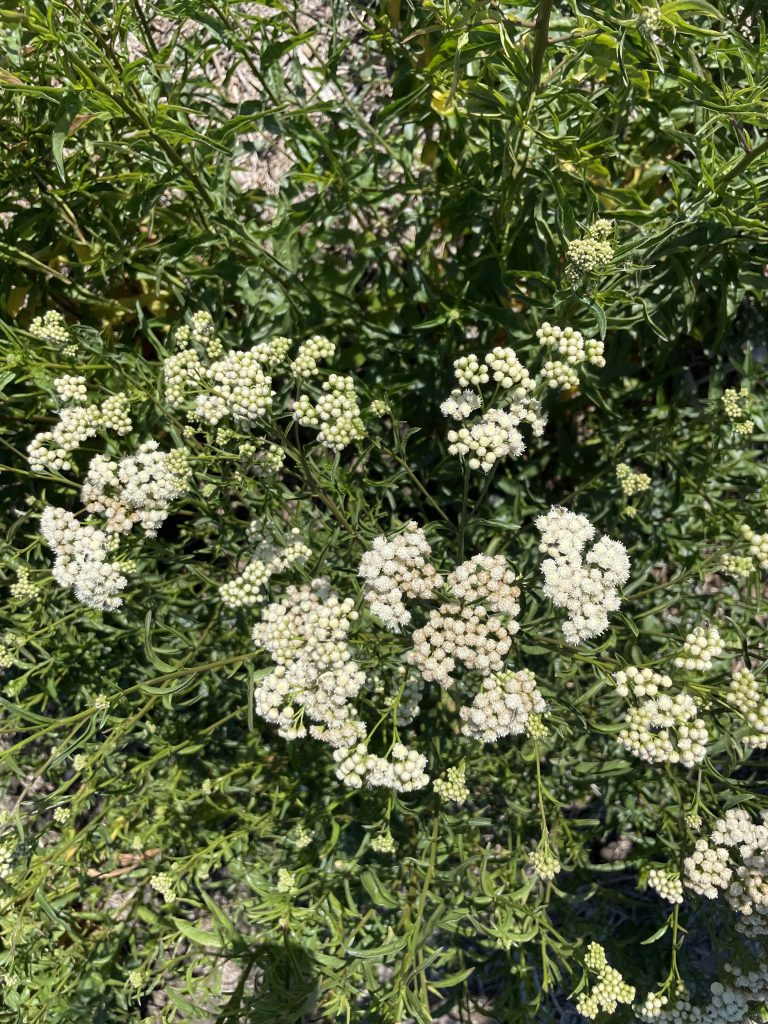 Small round white flowers in a cluster of green stems and leaves grow in thick clusters