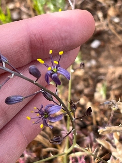 A small purple flower with bright yellow anthers against light skinned fingers. 