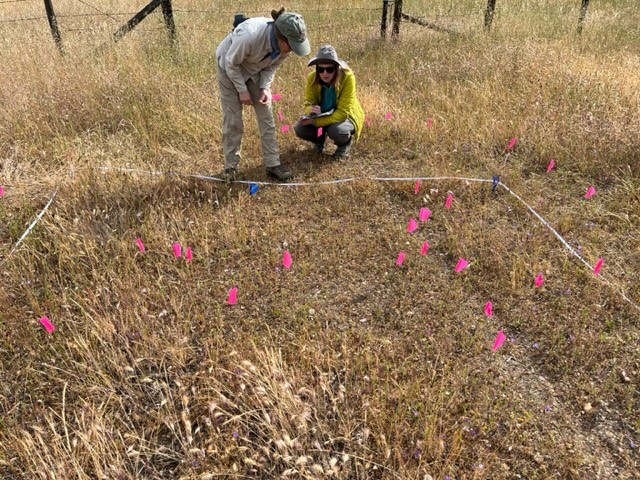 Two women in long sleeves and sunhats lean over a marked patch of low flowers and grasses with small pink and blue flags. 