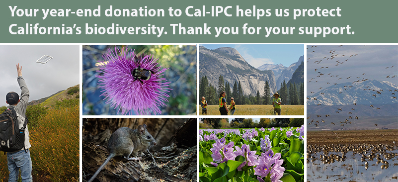 Collage of images from clockwise young man throws a quadrat onto a flowered hill a bumble bee sits on a purple thistle young people in reflective vests wave from Yosemite Valley grassy area pin tail ducks on a marsh water hyacinth dusky footed wood rat. text overlay reads Your year-end donation to Cal-IPC helps us protect California's biodiversity. Thank you for your support.
