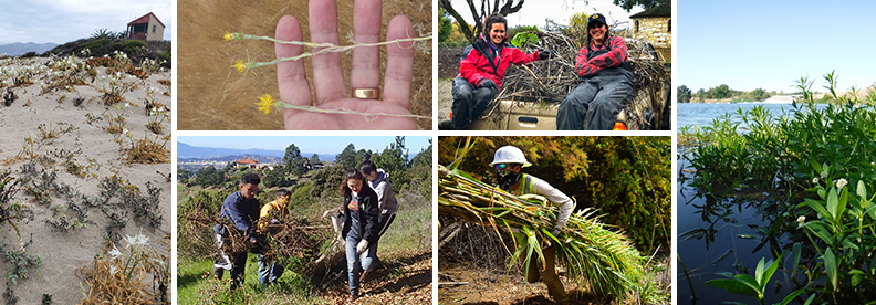 collage of images clockwise beach grass grows on sand dunes hand holds small yellow plants two women sit on truckbed by pile of broom alligator weed in Sac river man in helmet hauling Arundo and young people haul pulled weeds on a tarp