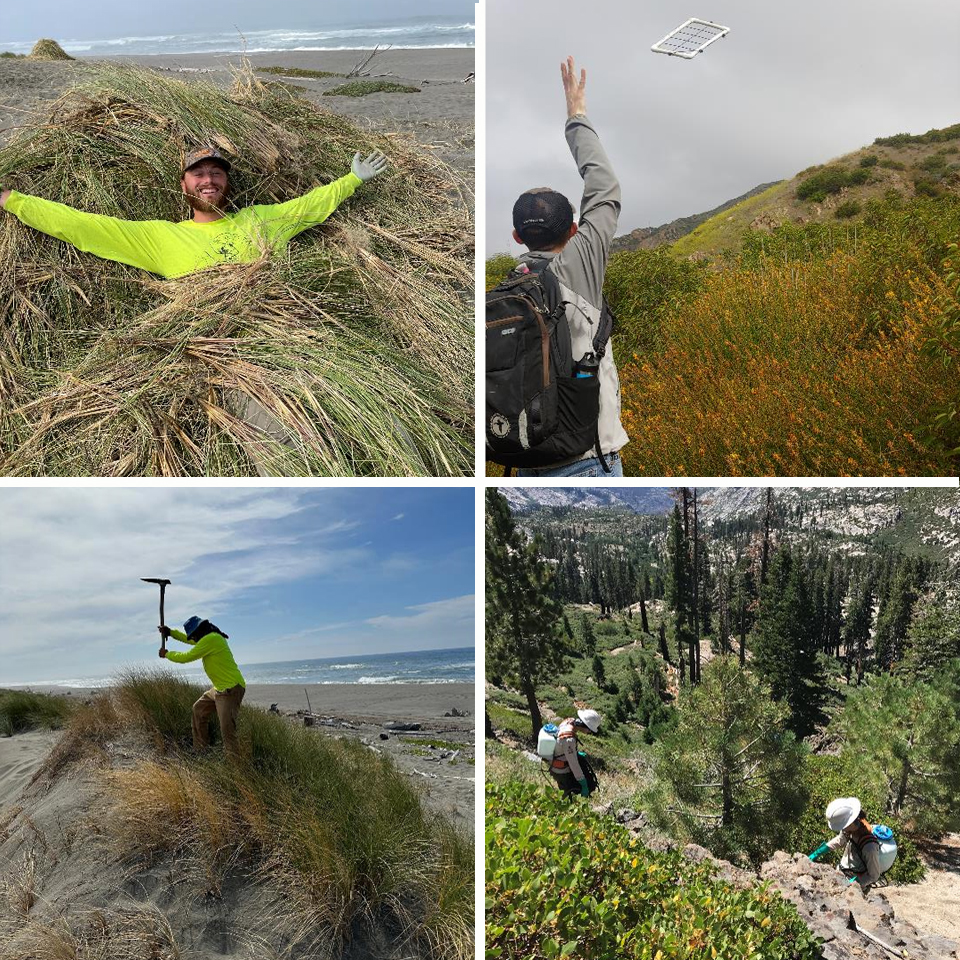 Four images: Top left man in bright yellow long sleeve shirt half buried in beach grass; top right man in long sleeve grey shirt throws a quadrat into a grassy field; bottom left man in a yellow long sleeved shirt hacks a beach grass; lower right two people in white hats and PPE haul backpack sprayers down a rocky mountain path