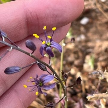 small purple flowers of Camatta Canyon amole against fingers