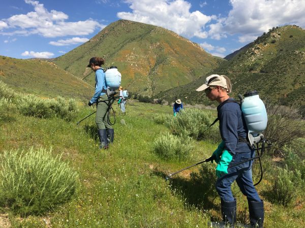 Scattered people use backpack sprayers to treat invasive grasses on rolling green hills