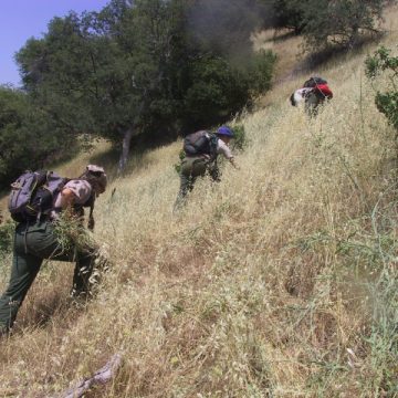 Three people in hiking gear with backpacks climb a hill covered in yellow starthistle