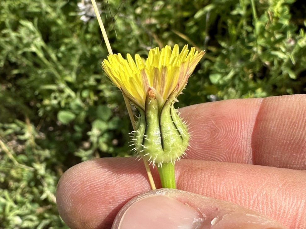 Urospermum picroides_flower head_MattGuilliams