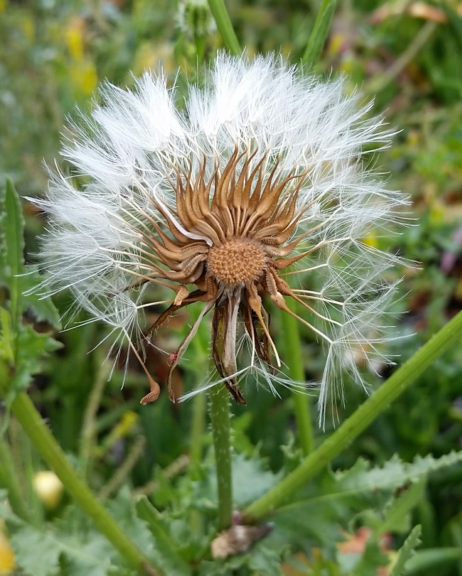 Urospermum picroides_fruits_MattGulliams