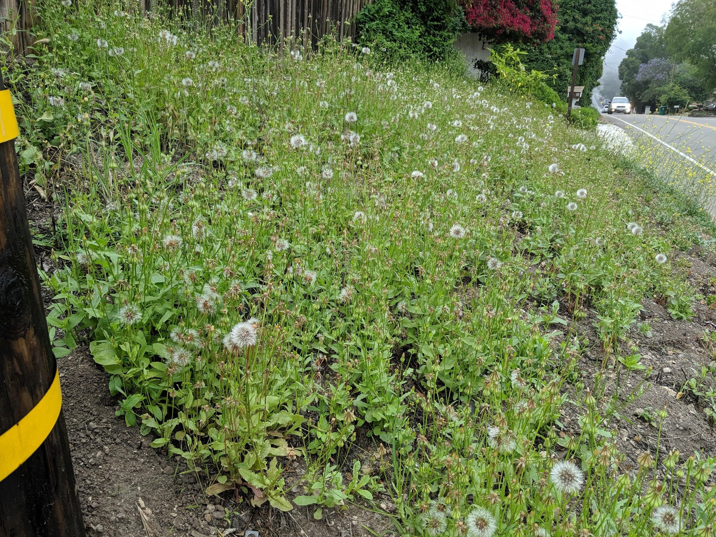 Urospermum picroides_infestation_MattGulliams