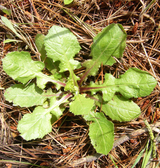Urospermum picroides_young plant_ZoyaAkulova